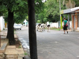 cows in the street