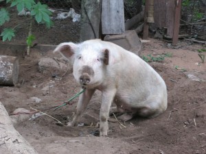 One of my pig neighbors.