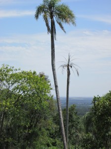 Palms and Paraguay