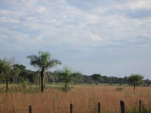Paraguayan field