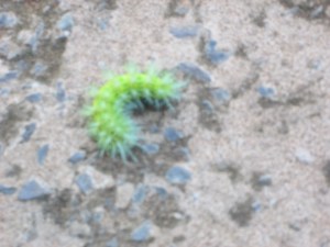 Caterpillar